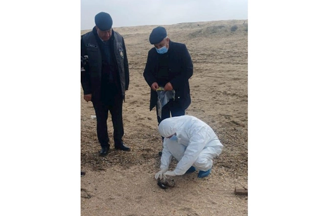 Nazirlik suiti və quşların ölüm səbəbini araşdırır — FOTO Nazirlik suiti və quşların ölüm səbəbini araşdırır — FOTO