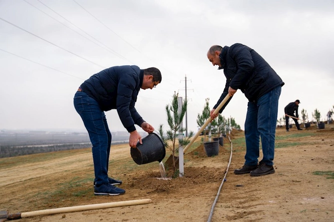 Azərbaycanda ağacəkmə aksiyaları davam edir — FOTOLAR Azərbaycanda ağacəkmə aksiyaları davam edir — FOTOLAR