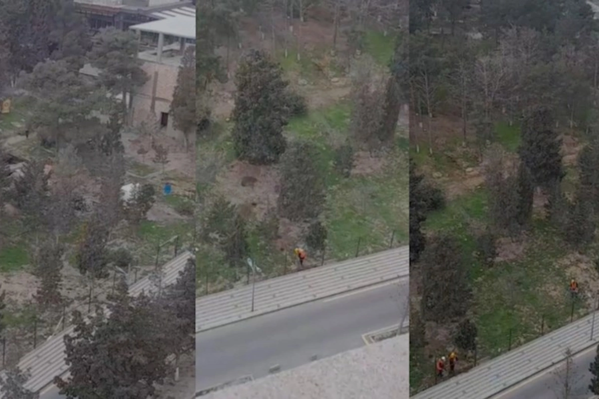 Sumqayıtda ağaclar obyekt tikintisi üçün kəsilir? — AÇIQLAMA (FOTOLAR)