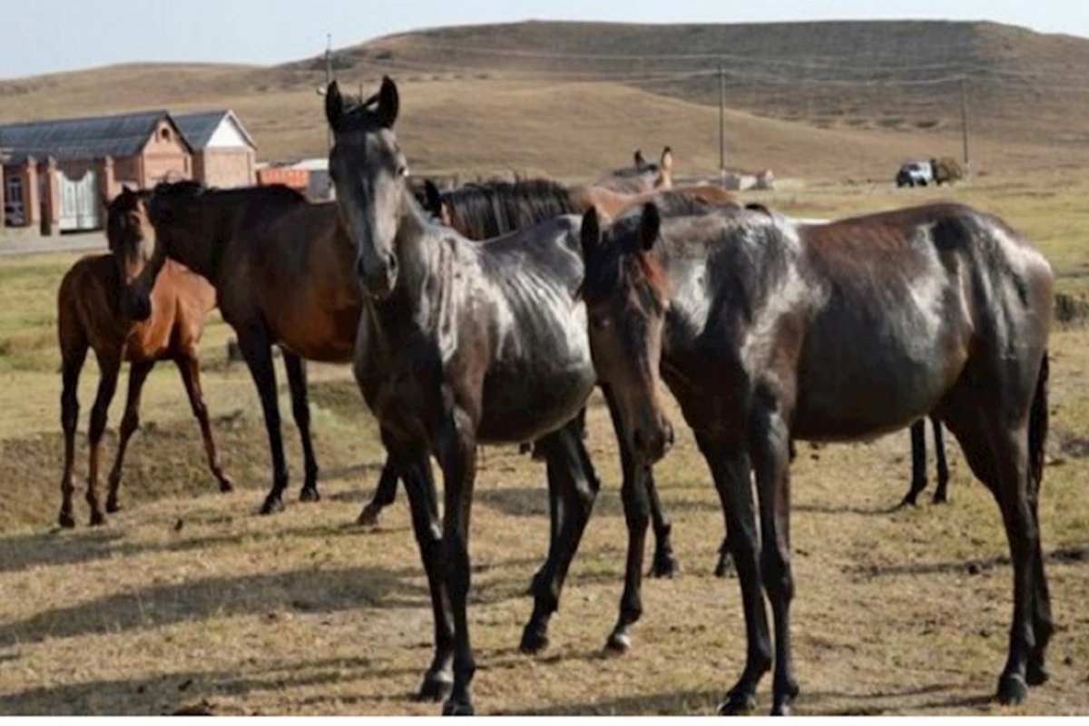 At almağa getmişdi, 15 yaşlı qızı qaçırdı