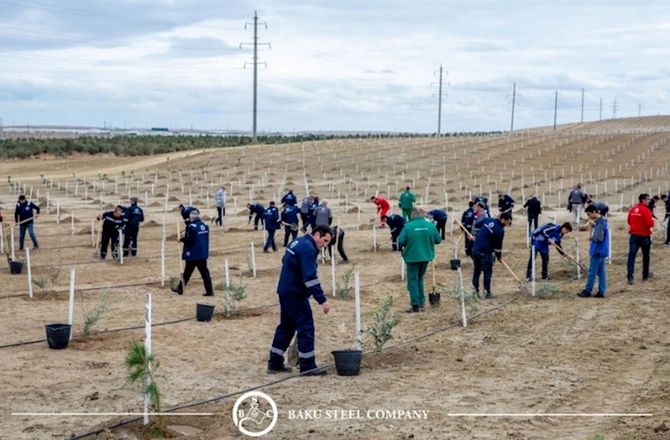 Baku Steel Company ətraf mühitin mühafizəsinə töhfəsini gücləndirir: təxminən 3 000 ağac əkilib — FOTOLAR