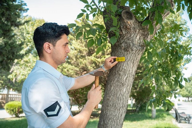 Yalnız inventarlaşdırılmış və nişanlanmış ağaclarla bağlı müraciətlərə rəy veriləcək — FOTOLAR