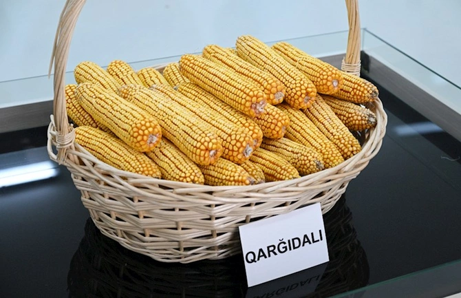 Sabirabad Sənaye Məhəlləsində toxum istehsalı müəssisəsinin fəaliyyəti ilə tanışlıq — FOTOLAR