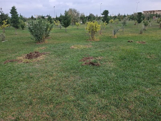 Kəsilmiş ağacların əvəzinə yeni ağaclar əkilib, identifikasiya etiketi vurulub — FOTOLAR