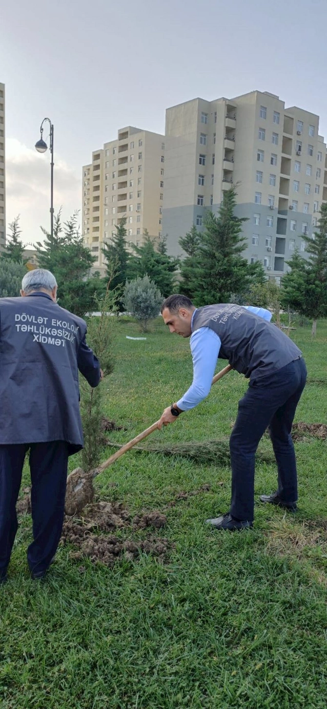 Kəsilmiş ağacların əvəzinə yeni ağaclar əkilib, identifikasiya etiketi vurulub — FOTOLAR