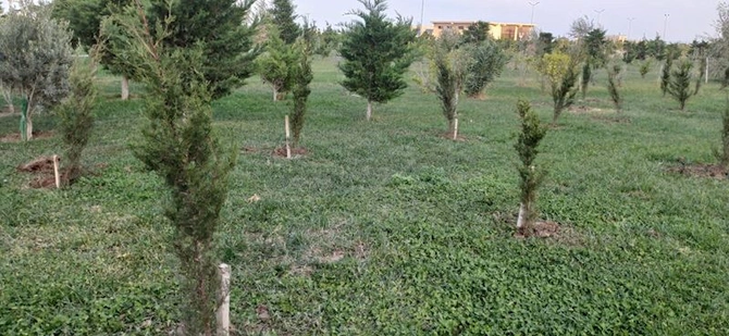 Kəsilmiş ağacların əvəzinə yeni ağaclar əkilib, identifikasiya etiketi vurulub — FOTOLAR