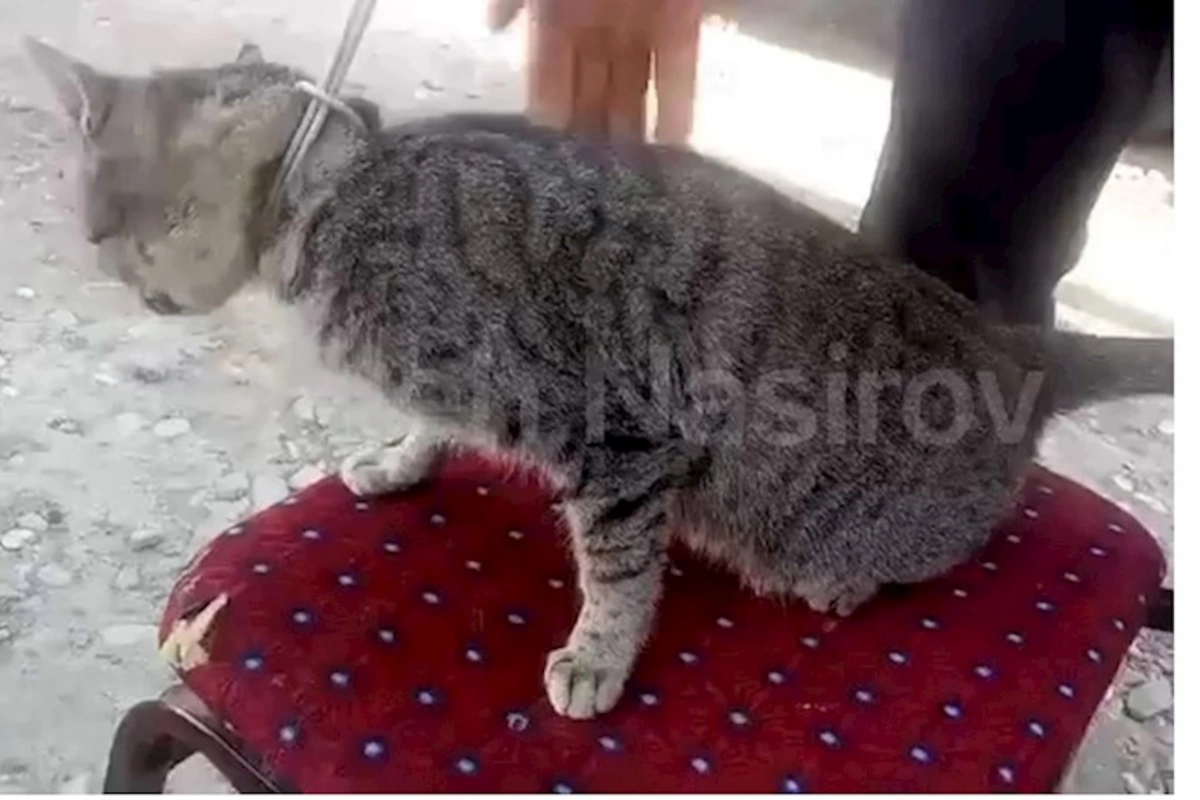 Kürdəmir sakini göyərçinlərinə hücum etdiyinə görə pişiyi asdı — VİDEO