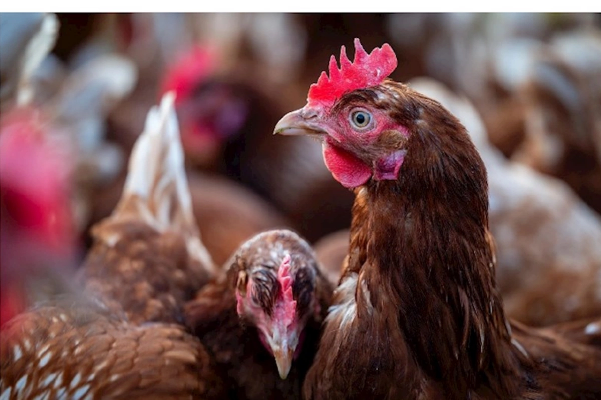 Almaniyada quş qripinin daha yoluxucu növü yayılıb