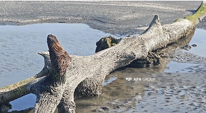 Xəzər geri çəkildi, Lənkəranda qədim meşə qalıqları üzə çıxdı — FOTO Xəzər geri çəkildi, Lənkəranda qədim meşə qalıqları üzə çıxdı — FOTO