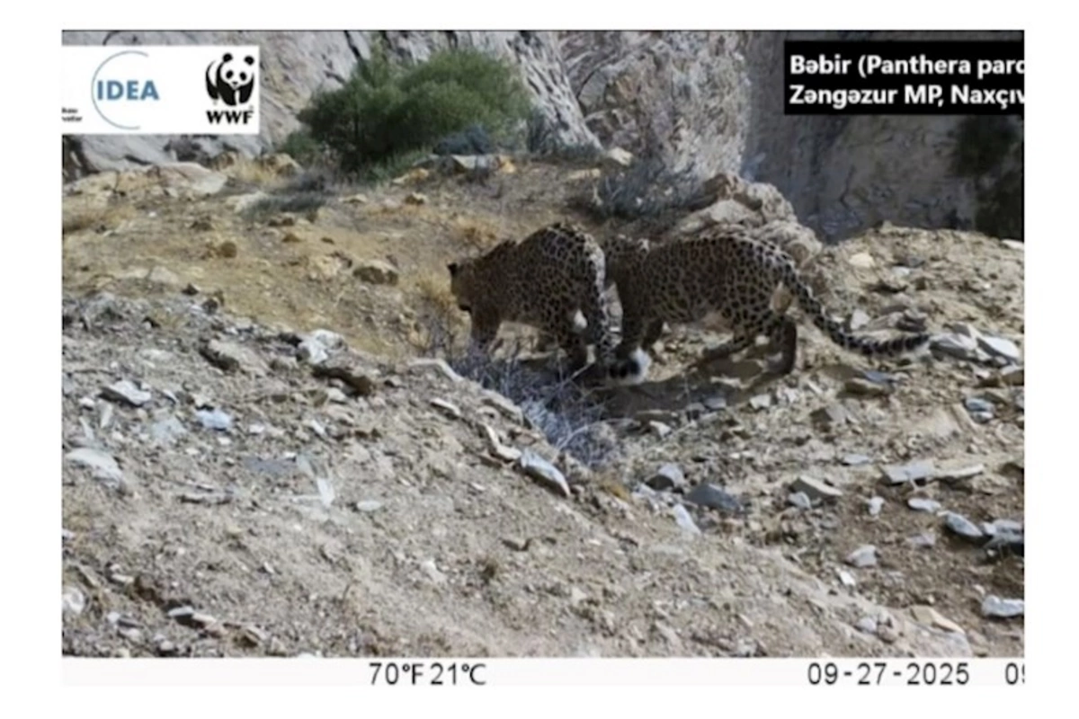 WWF Zəngəzur Milli Parkında məskunlaşan bəbirlərin görüntüsünü paylaşıb