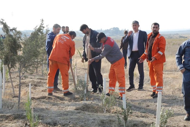 Hacıqabulda “8 noyabr - Zəfər günü” münasibətilə ağacəkmə aksiyası keçirildi — FOTOLAR