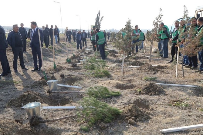 Hacıqabulda “8 noyabr - Zəfər günü” münasibətilə ağacəkmə aksiyası keçirildi — FOTOLAR