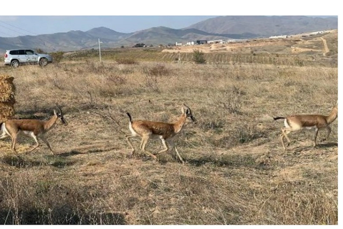 Cəbrayıla yeddi baş ceyran buraxılıb — FOTO