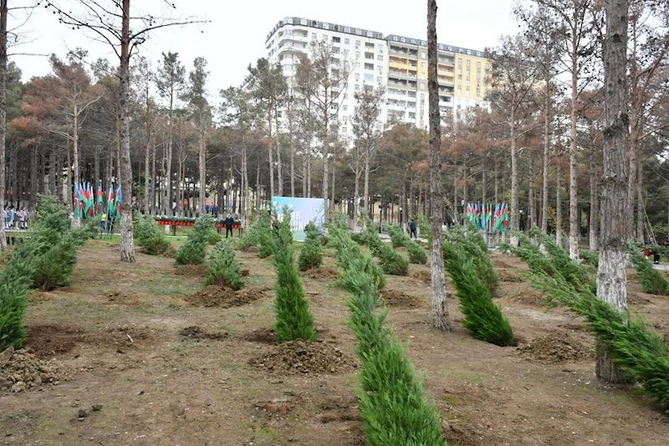 Abşeronda Zəfər Günü ilə əlaqədar ağacəkmə aksiyası keçirildi — FOTOLAR