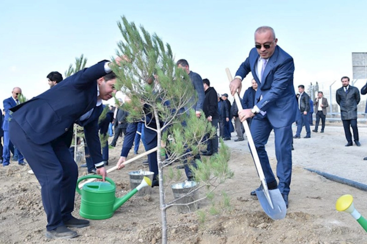 ADSEA Zəfər Günü münasibətilə ağacəkmə aksiyası təşkil edib — FOTOLAR