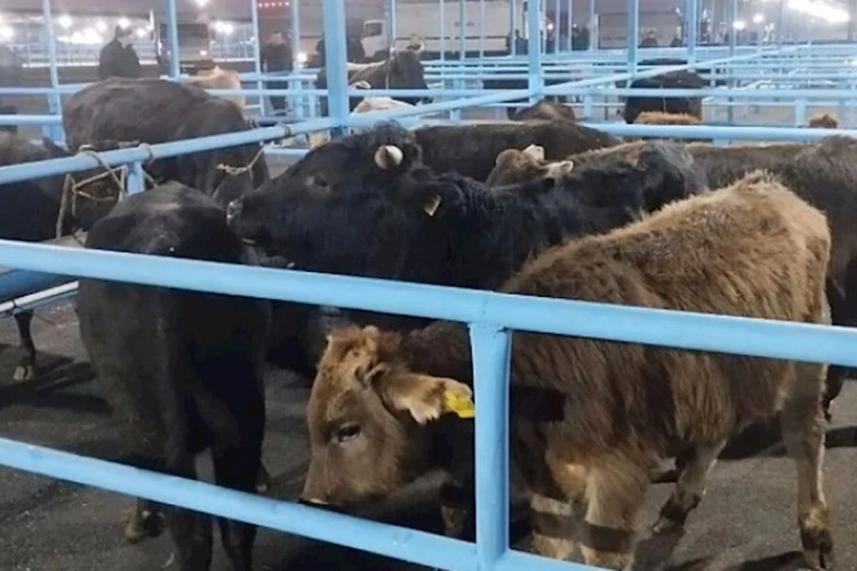 Bu bazar yenidən açıldı