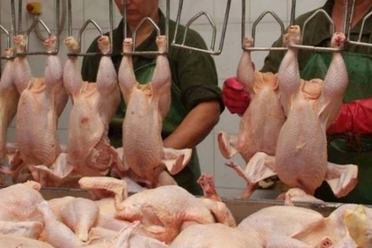Azərbaycanda toyuqları rəngləyib kənd toyuğu adı altında satan 20-yə yaxın təsərrüfat var — ŞOK İDDİA
