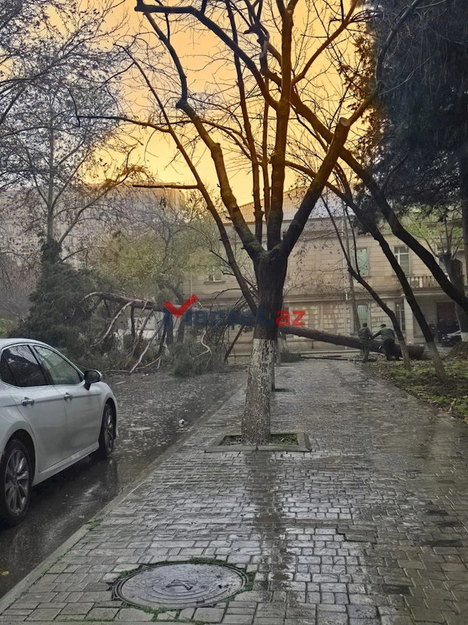 AMEA-da aşan ağac girişi bağladı: İsa Həbibbəyli binaya daxil ola bilmədi — FOTO