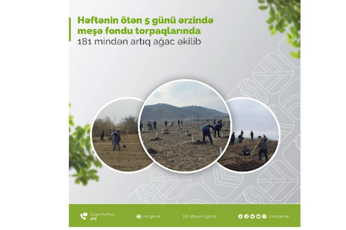 Həftənin ötən 5 günü ərzində meşə fondu torpaqlarında 181 mindən artıq ağac əkilib
