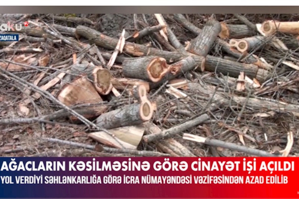 Zaqatalada ağacların qanunsuz kəsilməsi ilə bağlı cinayət işi açılıb, vəzifəli şəxs işdən azad edilib — VİDEO