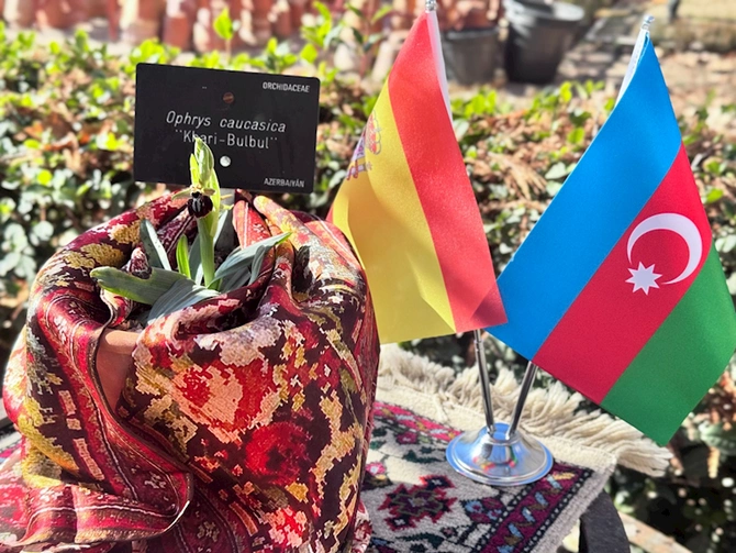 Azərbaycanın sülh rəmzi “Xarı Bülbül” Madriddə çiçək açdı — FOTOLAR