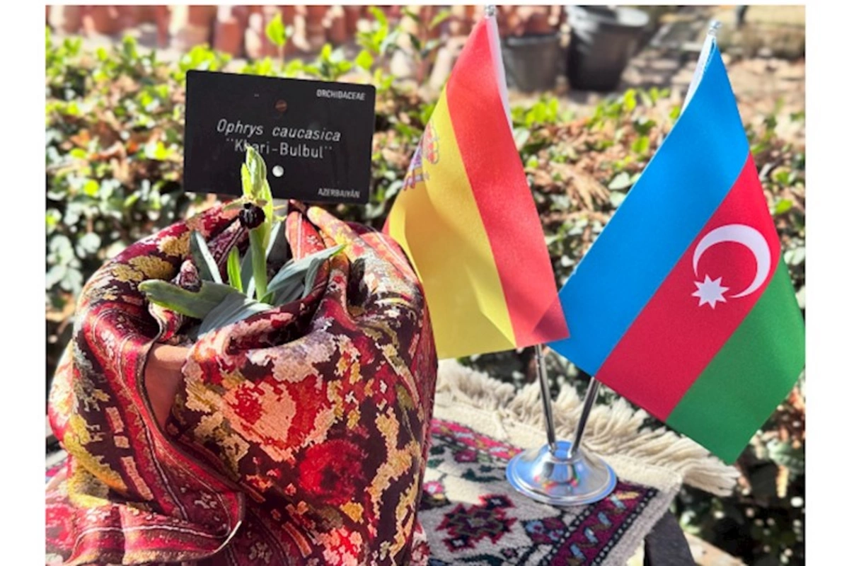 Azərbaycanın sülh rəmzi “Xarı Bülbül” Madriddə çiçək açdı — FOTOLAR