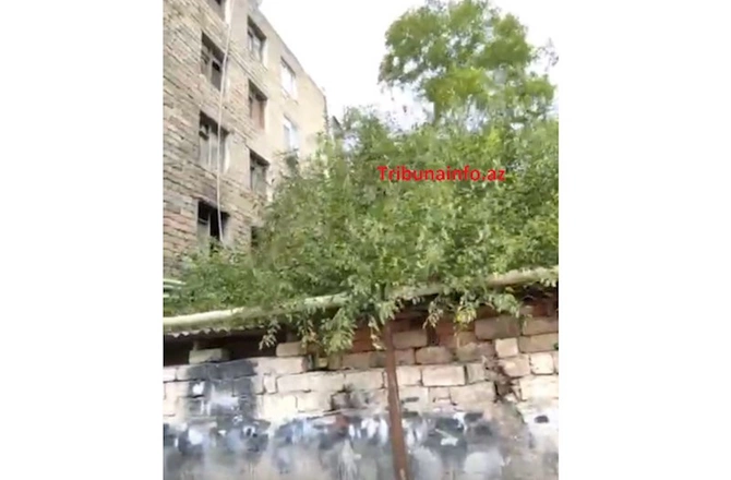 “Gold” MTK yüzlərlə ağacı məhv etdi — FOTO FAKT