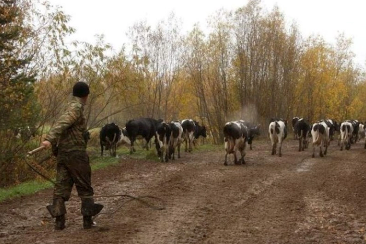 Mal-qara otaran 23 yaşlı gəncin meyiti tapıldı