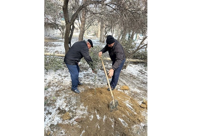 Binəqədidə ağac kəsintisi faktı aşkarlanıb — FOTOLAR