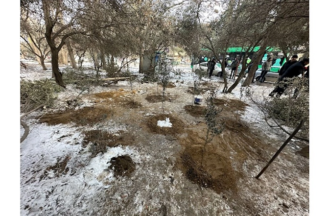 Binəqədidə ağac kəsintisi faktı aşkarlanıb — FOTOLAR