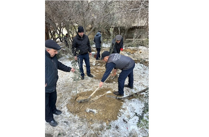 Binəqədidə ağac kəsintisi faktı aşkarlanıb — FOTOLAR