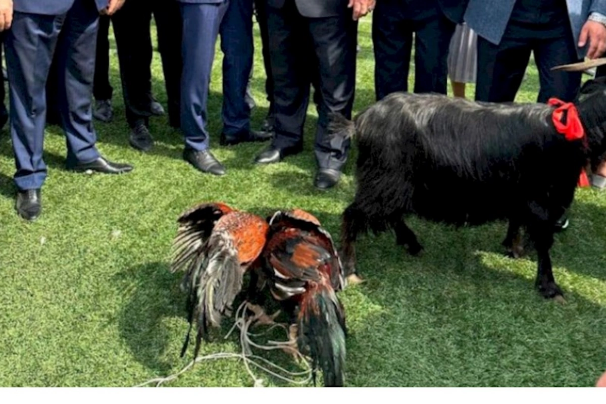 Azərbaycanda icra başçısı xoruz döyüşdürdü — FOTO