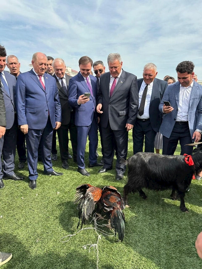 Azərbaycanda icra başçısı xoruz döyüşdürdü — FOTO