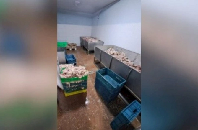 Bakıda mal əti adıyla at ətindən dönər hazırlanırmış — FOTOLAR