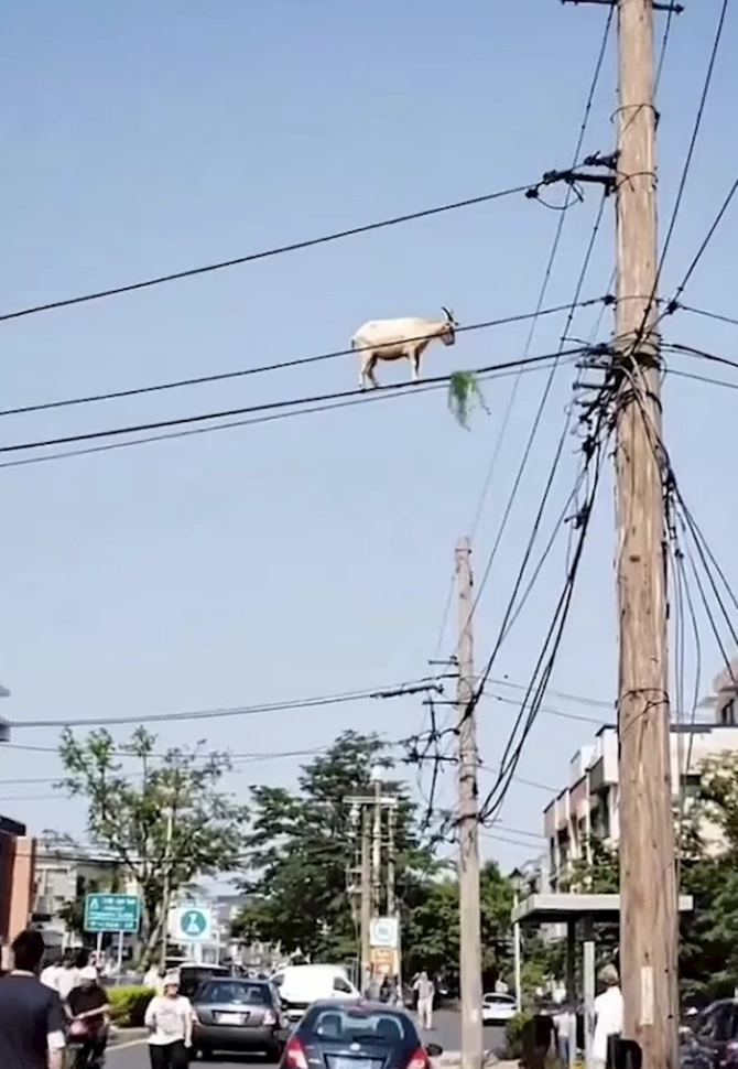 Elektrik naqilləri üzərində gəzən keçi hamını şoka saldı — FOTOLAR Elektrik naqilləri üzərində gəzən keçi hamını şoka saldı — FOTOLAR