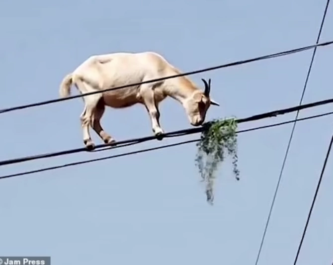 Elektrik naqilləri üzərində gəzən keçi hamını şoka saldı — FOTOLAR Elektrik naqilləri üzərində gəzən keçi hamını şoka saldı — FOTOLAR