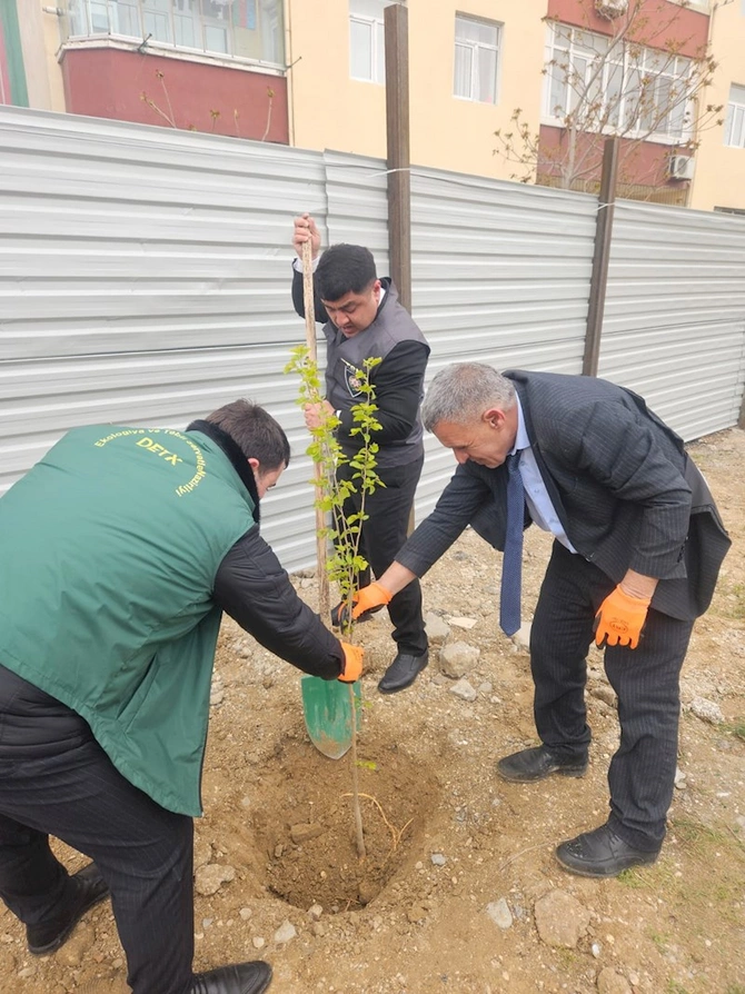 Sumqayıtda çıxarılan ağacların yerində ağaclar əkilib — FOTOLAR