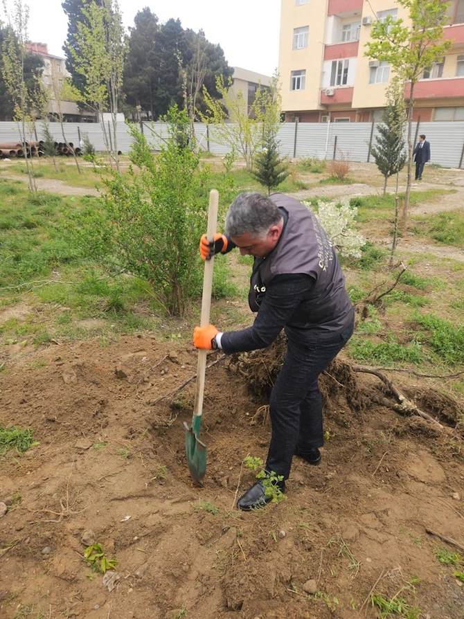 Sumqayıtda çıxarılan ağacların yerində ağaclar əkilib — FOTOLAR