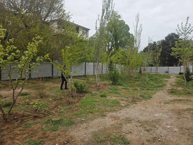 Sumqayıtda çıxarılan ağacların yerində ağaclar əkilib — FOTOLAR