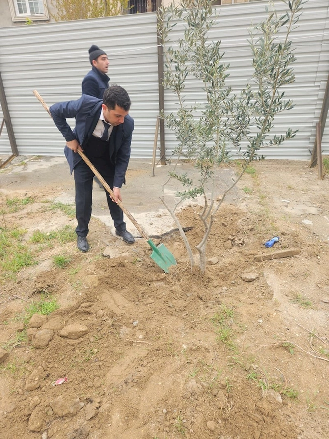 Sumqayıtda çıxarılan ağacların yerində ağaclar əkilib — FOTOLAR