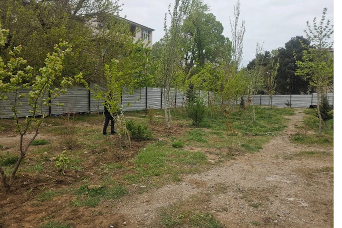 Sumqayıtda çıxarılan ağacların yerində ağaclar əkilib — FOTOLAR