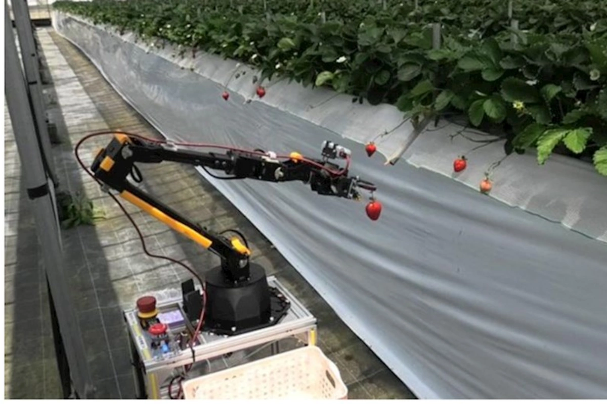 Yaponiya məhsul yığımı üçün robot yaradıb