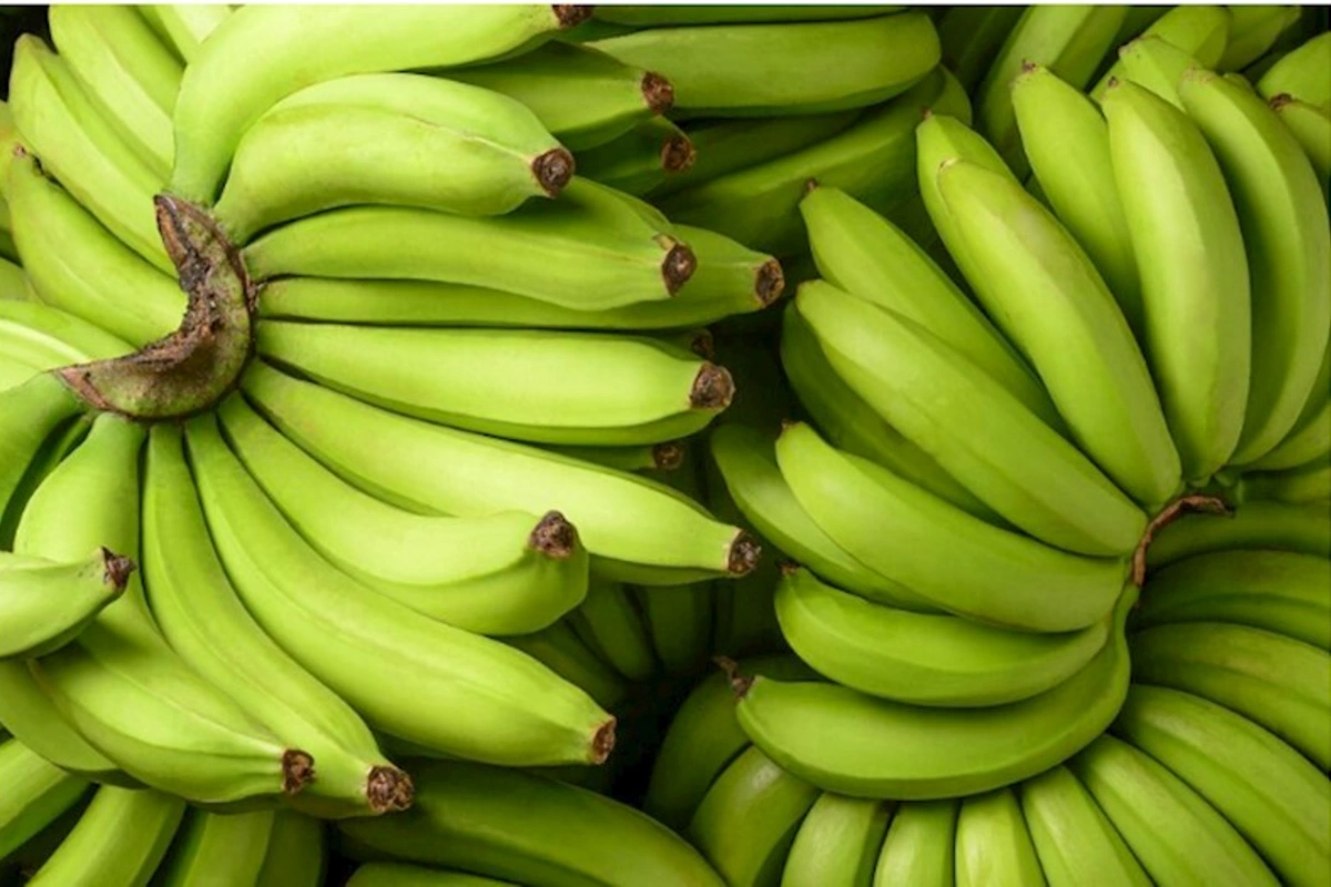 Yaşıl bananın xərçəng xəstəliyindən qoruduğu aşkarlanıb
