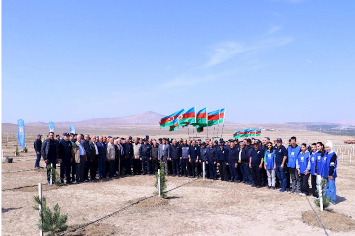 Müşfiqabad qəsəbəsində ağacəkmə aksiyası keçirilib — FOTOLAR