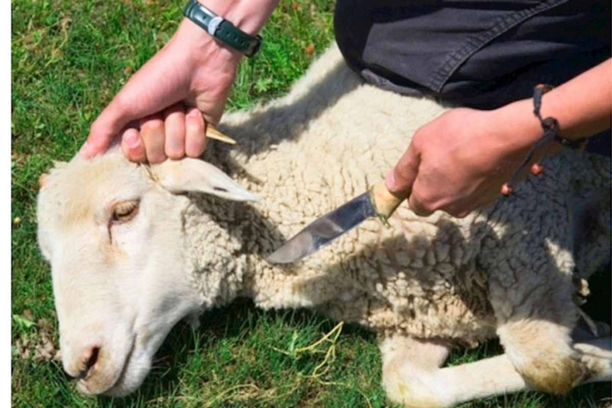 İlahiyyatçı: Deyilən qurbanlar vaxtı gecikdirilsə, adi kəsimə çevrilir