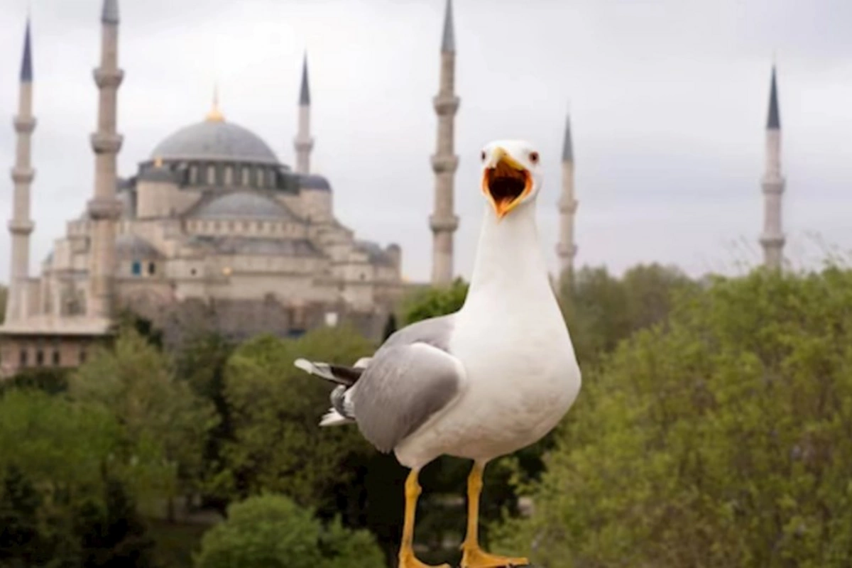 Türkiyədə maraqlı mənzərə: Qağayılar yem əldə etmək üçün pişiyə çevrildilər — VİDEO