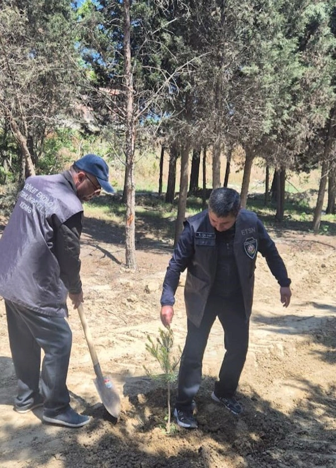 Məhv edilmiş yaşıllıq sahəsi bərpa olundu — FOTOLAR