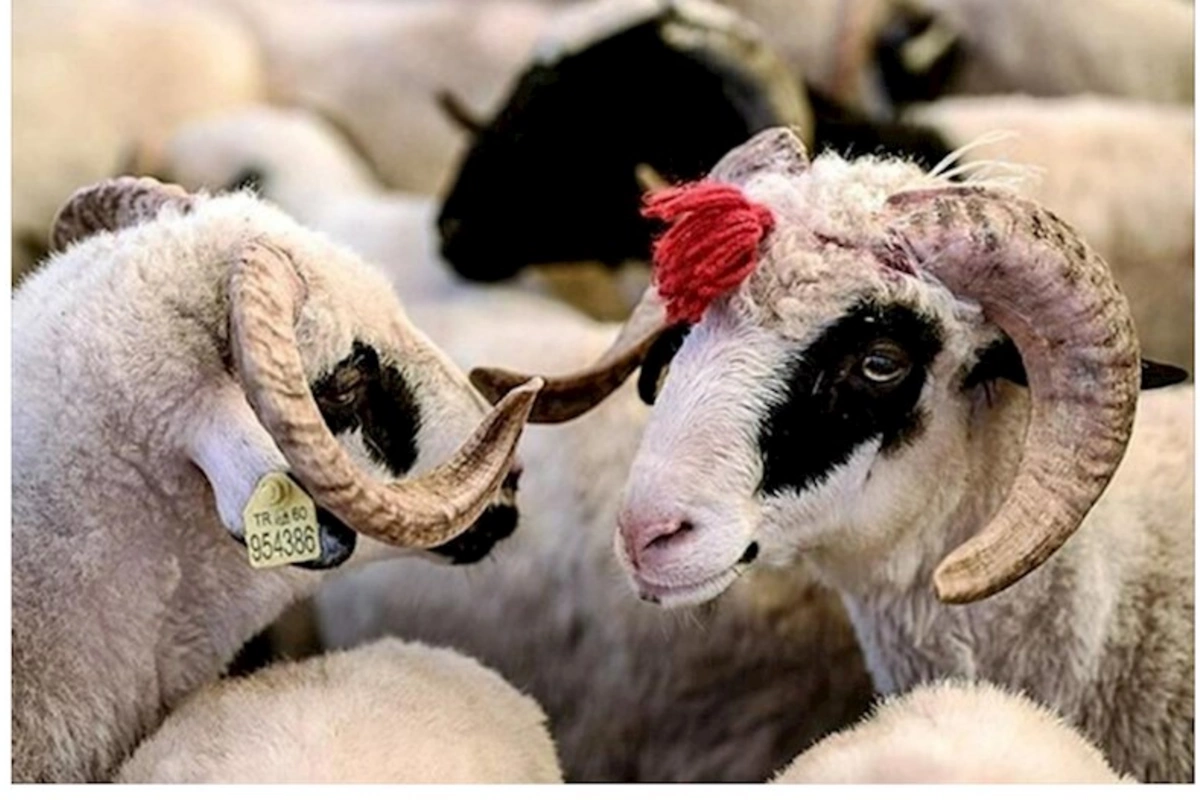 Qurban bayramı ilə bağlı fətva verildi