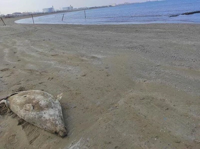 Pirşağı çimərliyində suiti cəsədləri aşkarlandı — FOTOLAR