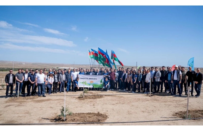 Müşfiqabad qəsəbəsində növbəti ağacəkmə aksiyası — FOTOLAR Müşfiqabad qəsəbəsində növbəti ağacəkmə aksiyası — FOTOLAR